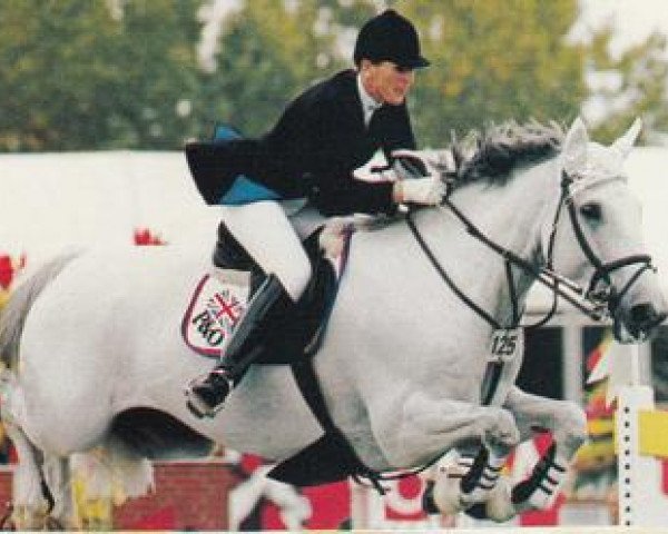 horse Alfredo (Irish Sport Horse, 1982, from Varano xx)