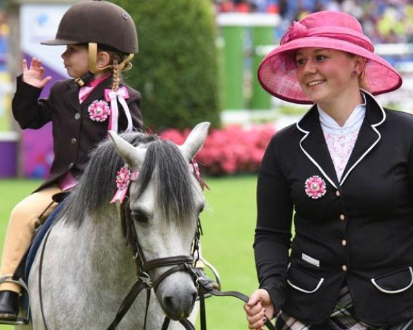 Zuchtstute Destiny's Shazda (Welsh Mountain Pony (Sek.A), 2012, von Blanche Gemini)