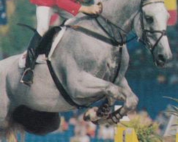 horse Broker's Delight (Westphalian, 1984, from Salut)