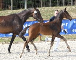 Dressurpferd HF. von Finest x Sancisco (Mecklenburger, 2018, von Finest)