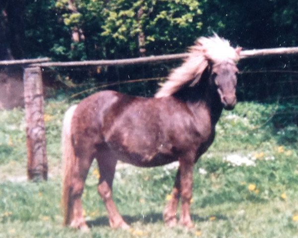 Zuchtstute Sissi (Dt.Part-bred Shetland Pony, 1976, von Goldprinz)