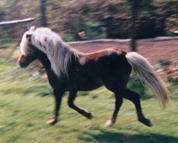 stallion Jerry (Dt.Part-bred Shetland pony, 1976, from Jaegermeister)