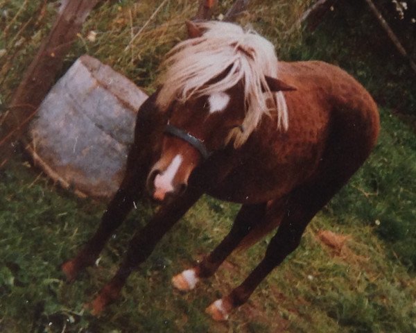 Zuchtstute Sementa (Shetland Pony, 1984, von Jerry)