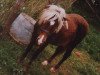 Zuchtstute Sementa (Shetland Pony, 1984, von Jerry)
