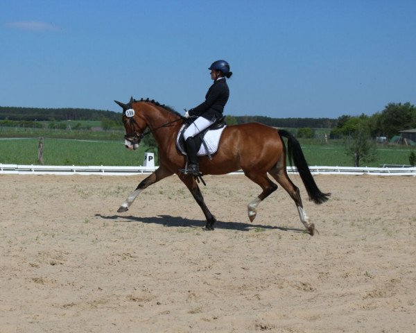 broodmare Sweet Sin (German Riding Pony, 2008, from Baccarat)