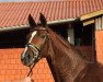 broodmare Sophia Loren 3 (Hanoverian, 2012, from Sir Donnerhall I)