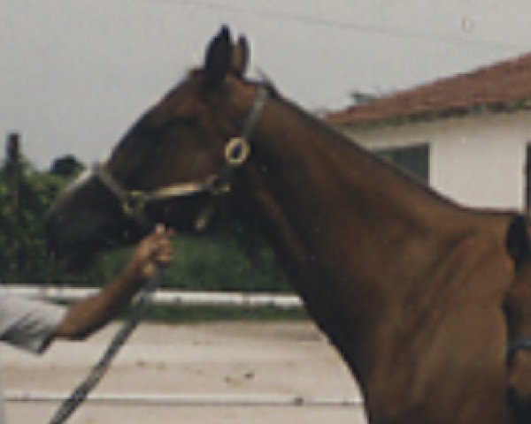 broodmare Keep Shining (Thoroughbred, 1980, from Stage Door Johnny xx)