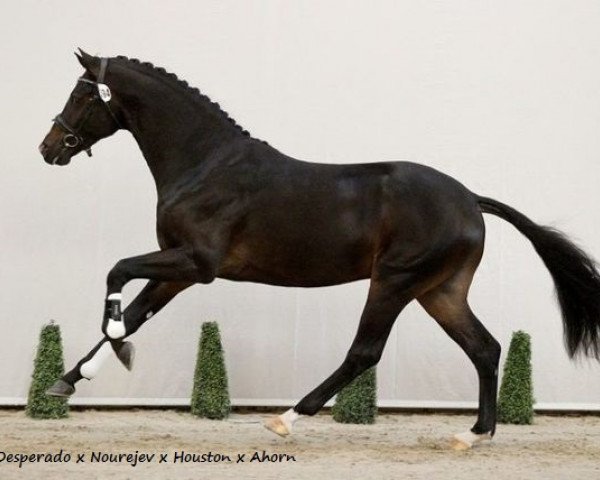 Dressurpferd Jivando S (Koninklijk Warmbloed Paardenstamboek Nederland (KWPN), 2014, von Desperado)