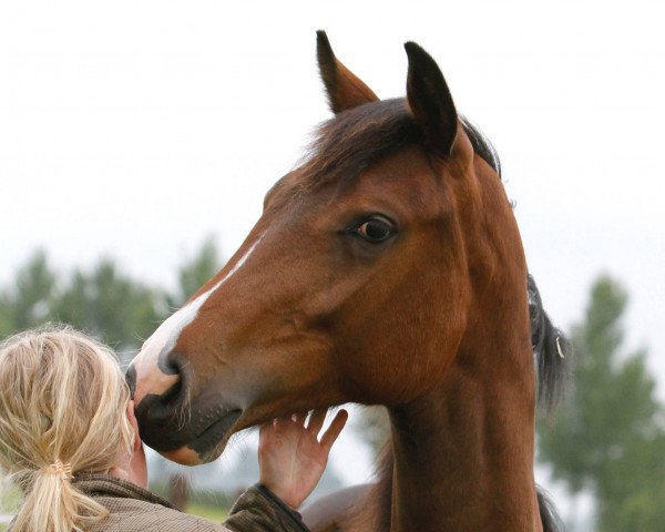 dressage horse Madinia W. (KWPN (Royal Dutch Sporthorse), 2017, from Glock's Toto Jr.)