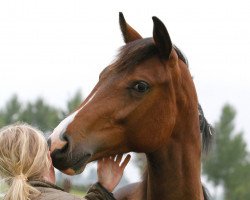 Dressurpferd Madinia W. (KWPN (Niederländisches Warmblut), 2017, von Glock's Toto Jr.)