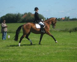 broodmare Reginia (KWPN (Royal Dutch Sporthorse), 1998, from Houston)