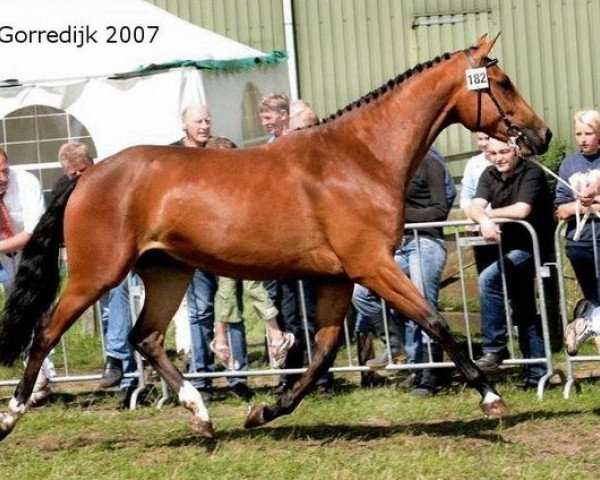 Zuchtstute Zaginia P (Koninklijk Warmbloed Paardenstamboek Nederland (KWPN), 2004, von Nourejev)