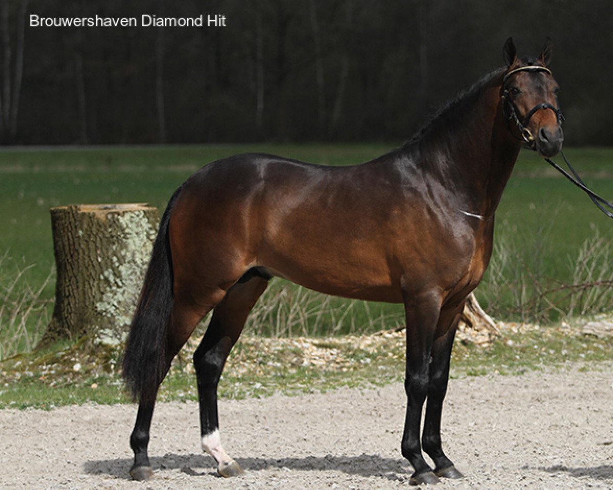 stallion Diamond Hit (Nederlands Welsh Ridepony, 2007, from Wengelo's Ricardo)