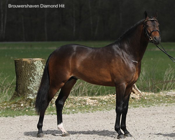 stallion Diamond Hit (Welsh-Cob (Sek. C), 2007, from Wengelo's Ricardo)