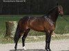 stallion Diamond Hit (Nederlands Welsh Ridepony, 2007, from Wengelo's Ricardo)