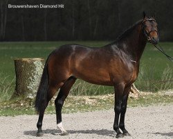 stallion Diamond Hit (Nederlands Welsh Ridepony, 2007, from Wengelo's Ricardo)