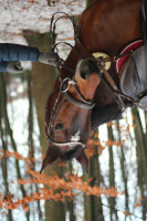 Springpferd Pensy de Royer (KWPN (Niederländisches Warmblut), 1997, von Karlstad)