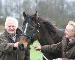 Zuchtstute Orchard Wielkanoc (Nederlands Welsh Ridepony, 1998, von Verona's Bo-Gi)