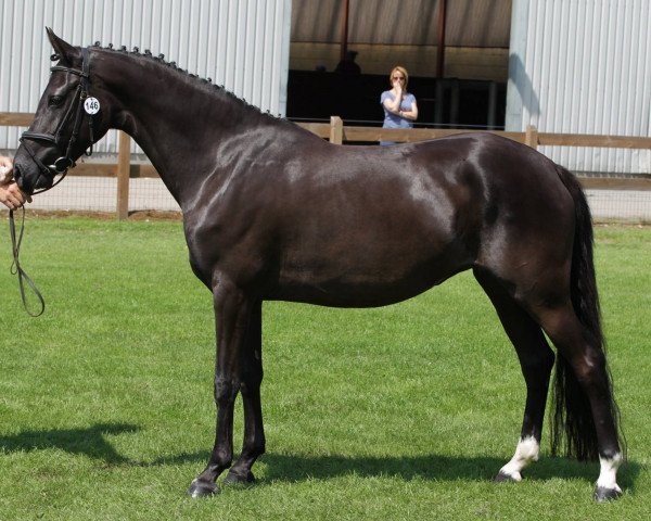 broodmare Orchard Red Planet (Nederlands Welsh Ridepony, 2013, from Diamond Hit)