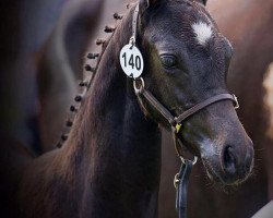 horse Orchard Sign of Times (Nederlands Welsh Ridepony, 2017, from Bijsterhof's Diamond Dancer)