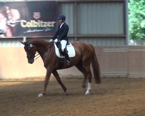 Reitturnier Gardelegen 2017