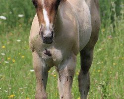 horse Charro King Tuck (Quarter Horse, 2018)