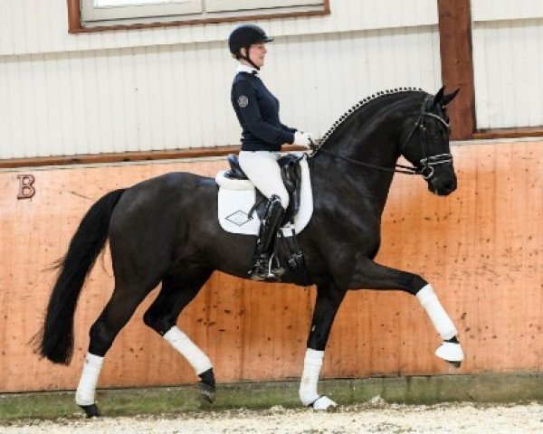 stallion Finest (Hanoverian, 2011, from Fürstenball)