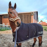 dressage horse Stuart Little (Hanoverian, 2008, from Stedinger)