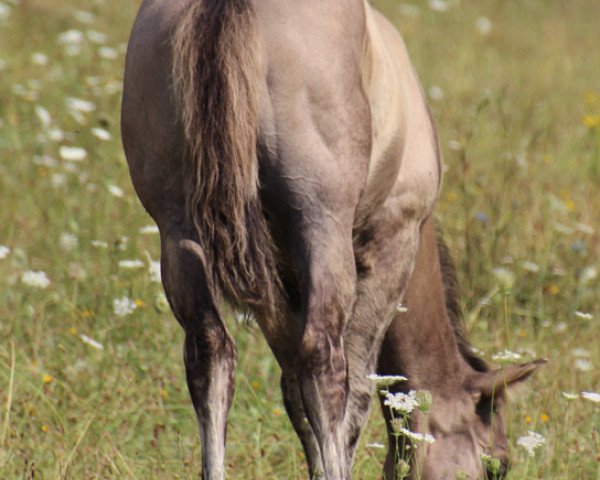 Pferd Pocos El Rey (Quarter Horse, 2018)