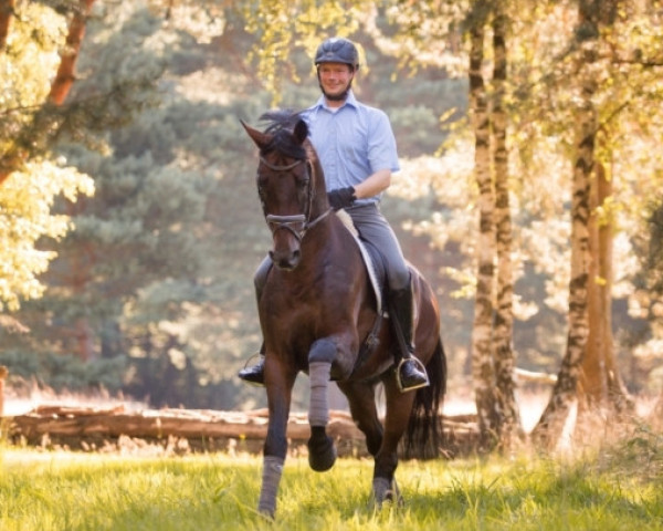stallion Don Darius (Hanoverian, 2007, from Don Frederico)