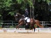 dressage horse Bellissimon (Hanoverian, 2013, from Belissimo NRW)