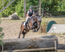 dressage horse Silenos (Westphalian, 2011, from Silbermond)