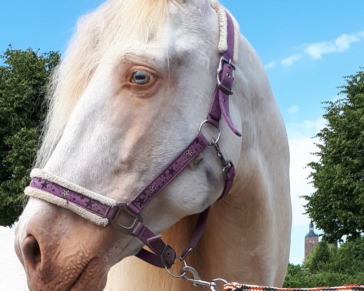 stallion Excalibur SH (Andalusians/horse of pure Spanish race, 2008, from Marcador)