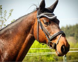 Springpferd Quidams Conteur (Holsteiner, 2004, von Quidam's Rubin)