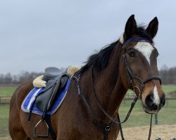 jumper Zenon 5 (Hanoverian, 2000, from Wilawander xx)