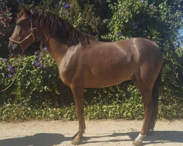 horse BANDOLERO (Andalusier, 2015)