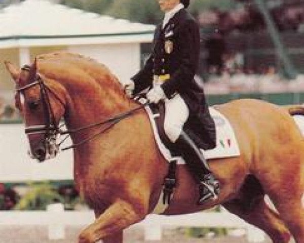 horse Sonny Boy (KWPN (Royal Dutch Sporthorse), 1976, from Jashin)