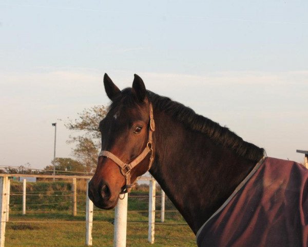 Pferd Lussans Lyck (Holsteiner, 2004, von Lancer II)