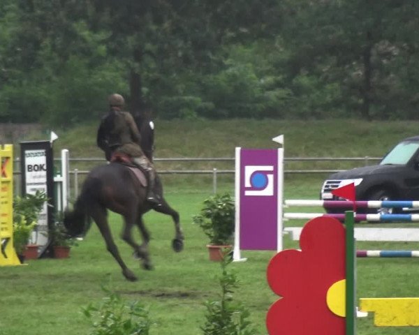 Reitturnier Gardelegen 2017