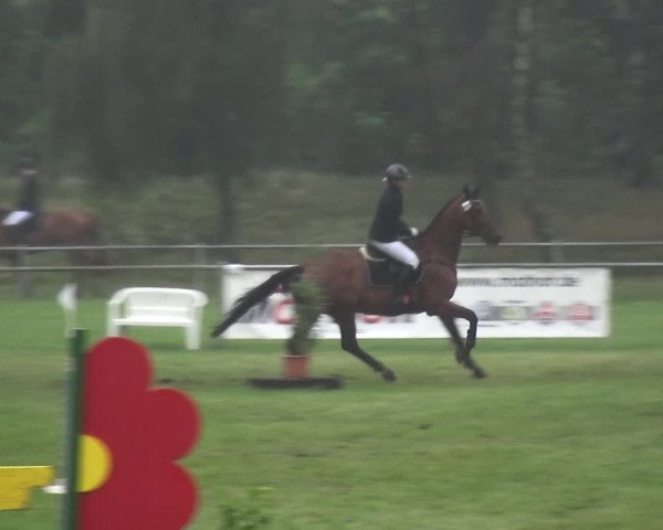 Reitturnier Gardelegen 2017