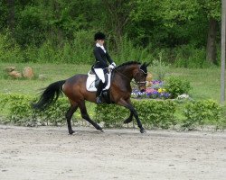 broodmare Narnia (German Riding Pony, 2014, from Nemax)