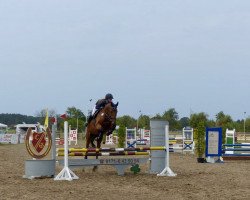 jumper A'My Lady (Polish Warmblood, 2004, from Mywill)