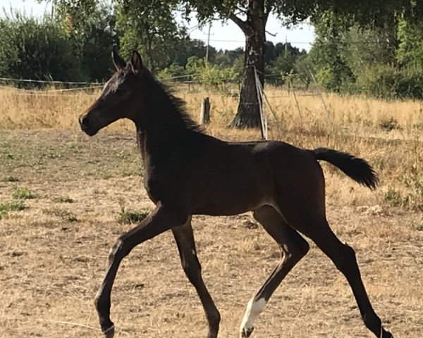 jumper Calisto FH Z (Zangersheide riding horse, 2018, from Cornet Obolensky)