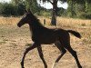 jumper Calisto FH Z (Zangersheide riding horse, 2018, from Cornet Obolensky)