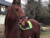 dressage horse Lacoste (German Sport Horse, 2010, from Lord Georg)