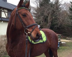 dressage horse Lacoste (German Sport Horse, 2010, from Lord Georg)