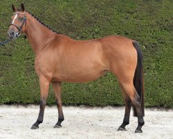 broodmare Naughty Flip De Muze Z (Zangersheide riding horse, 2012, from Norton d'Eole)