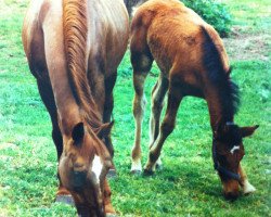 broodmare Wanda (Thuringia, 1989, from Wingolf 2792)