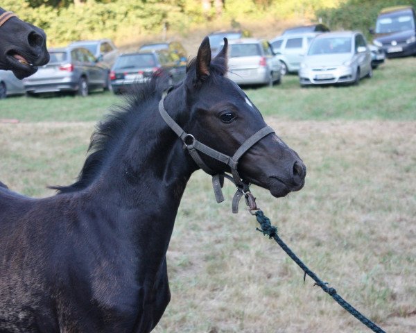 broodmare SF v. Don Dino L x Honeymoon Star (German Riding Pony, 2018, from Don Dino L)