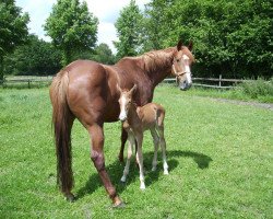 Zuchtstute Anna Perina (KWPN (Niederländisches Warmblut), 2005, von Roven xx)